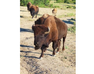 Bull MS compressed A member of the friendlier herd